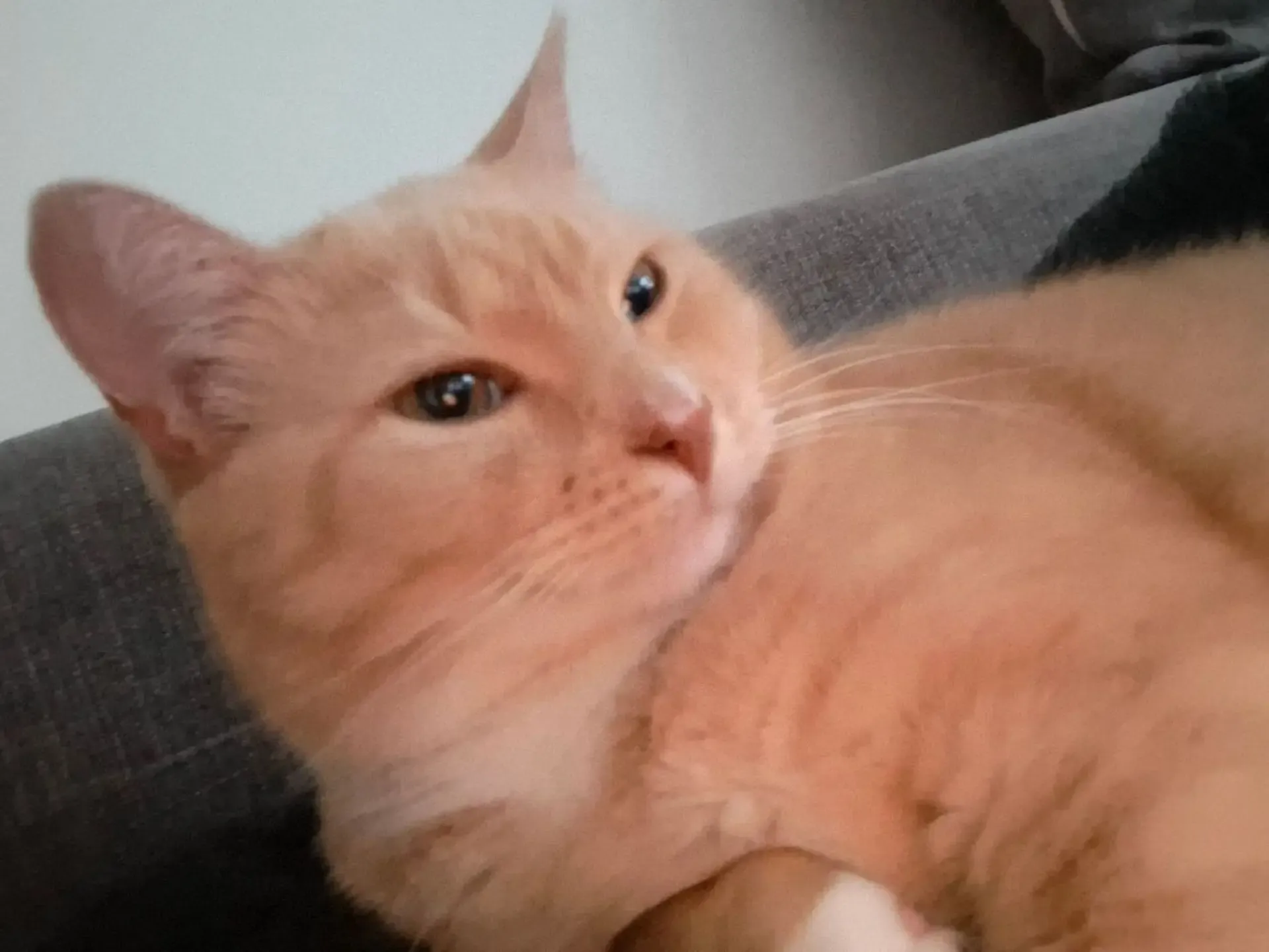 JJ